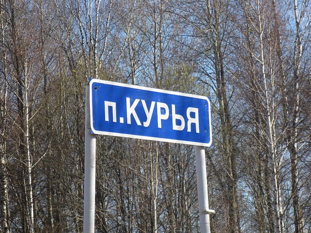 Курья